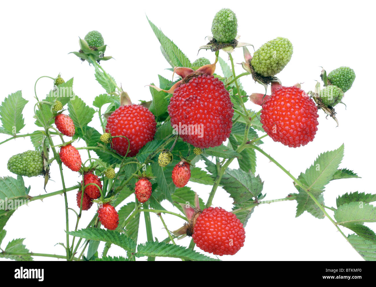 Wild red berries Stock Photo - Alamy