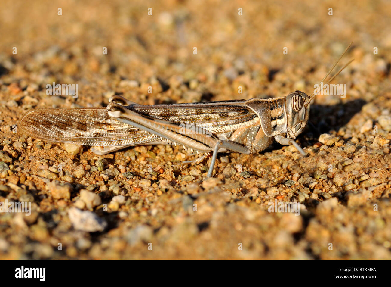 Desert locust Schistocerca gregaria, Richtersveld Transfrontier National Park, South Africa Stock Photo