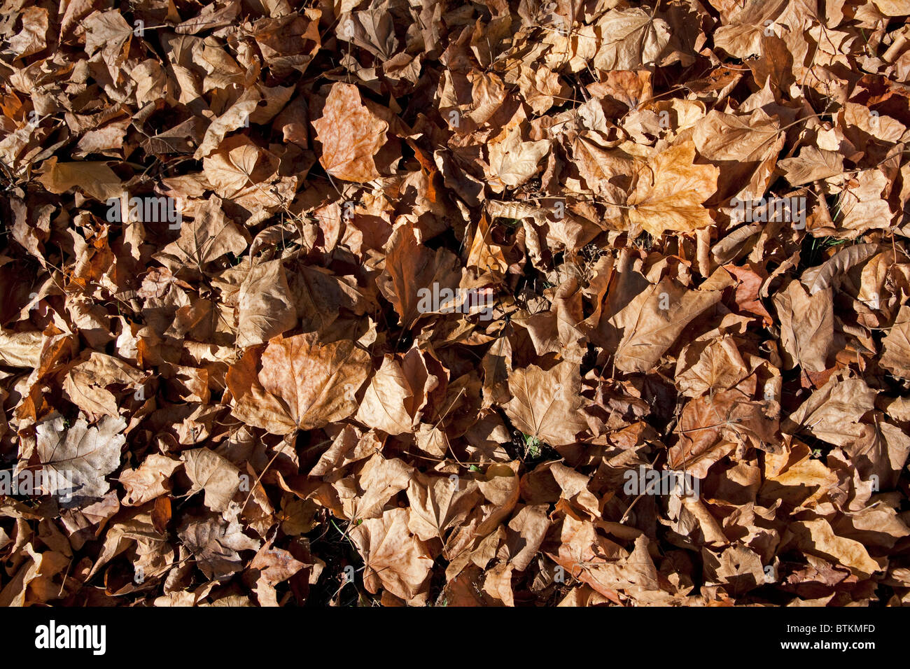 Fallen Black Maple leaves on  forest floor Acer nigrum Michigan USA Stock Photo