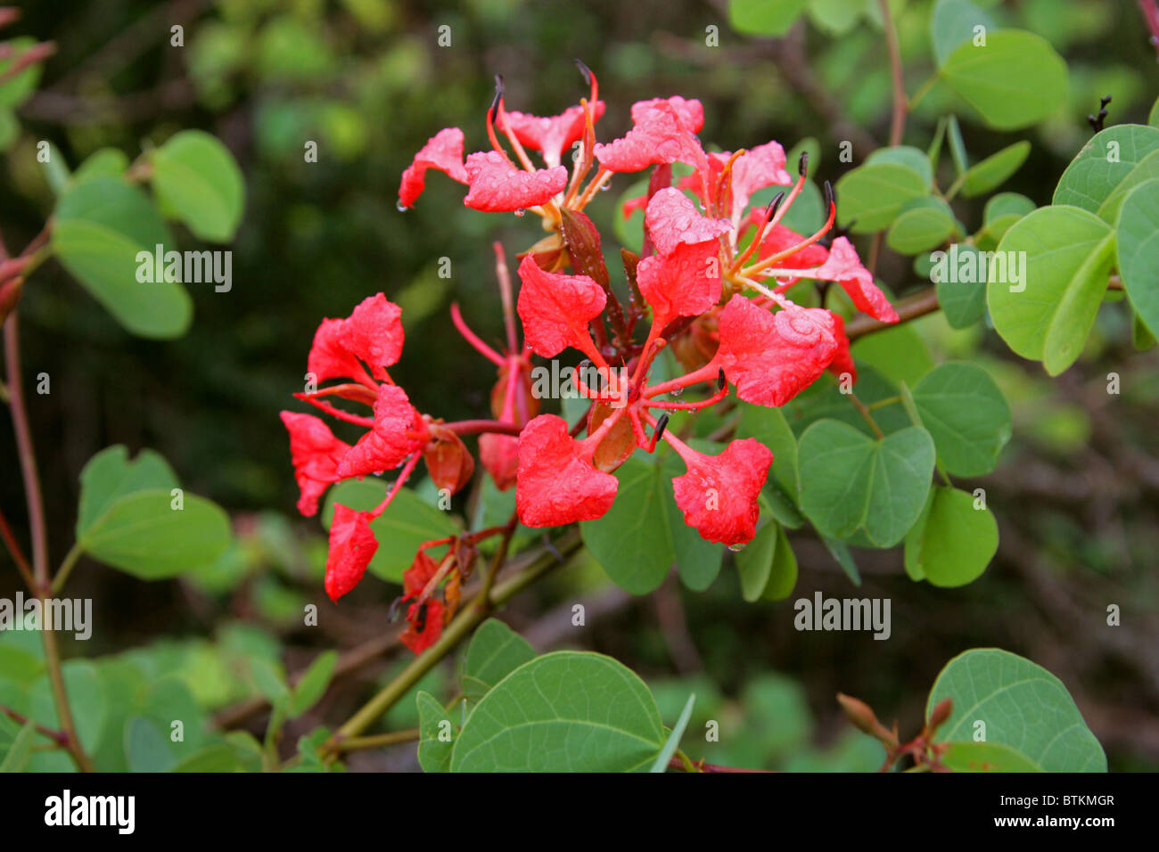 Red Orchid Tree, Pride of the Cape, Pride of De Kaap, Bauhinia galpinii, Fabaceae (Formerly Caesalpiniaceae), South Africa Stock Photo