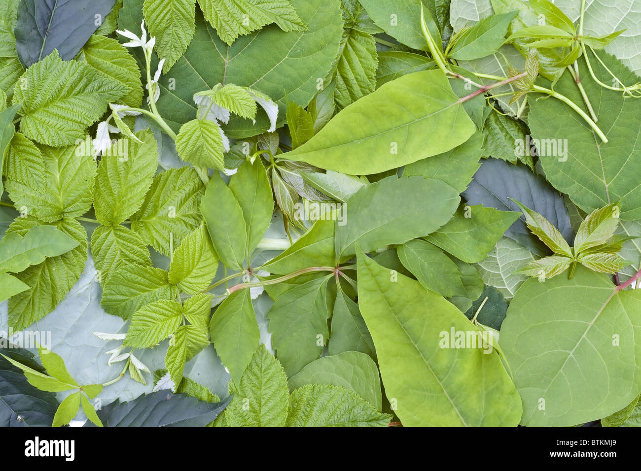 Green garden leaves mix Stock Photo Alamy