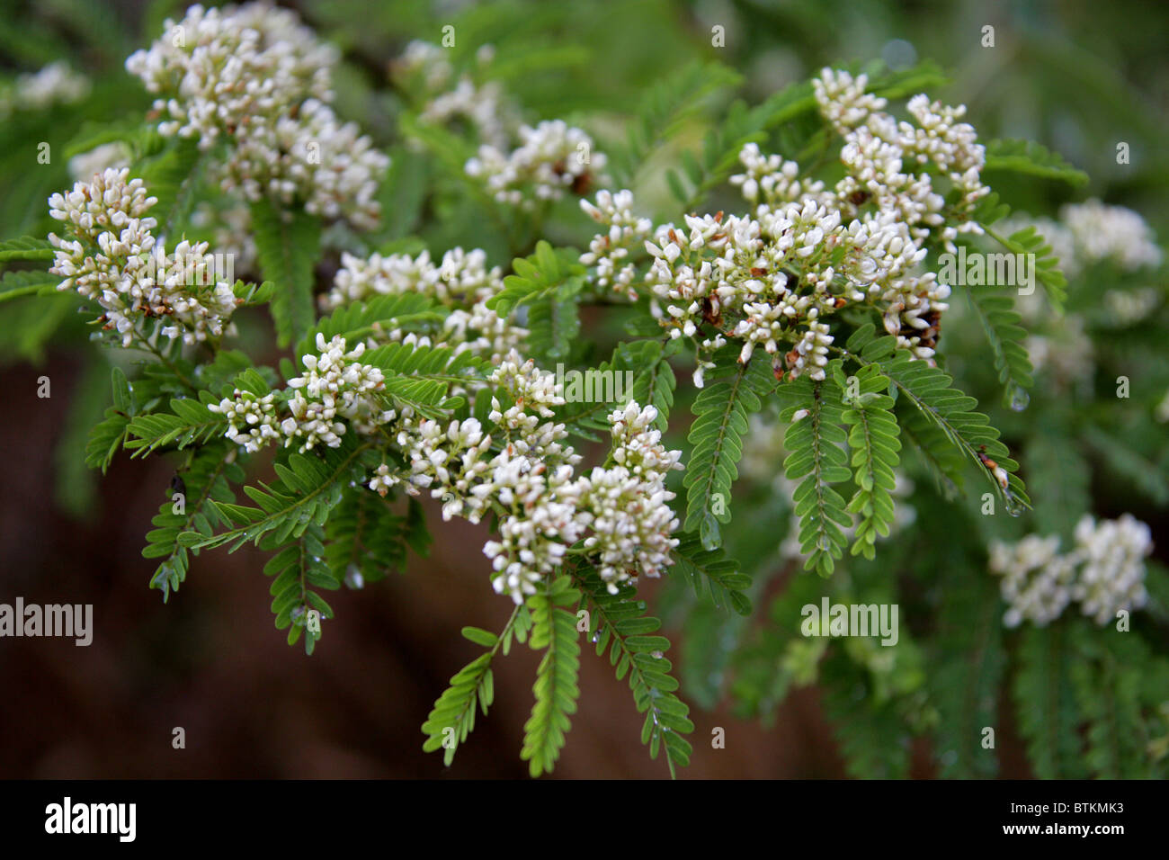 White Tree Flowers, Acacia sp., Fabaceae, South Africa. Lowveld National Botanical Garden, Nelspruit, Mpumalanga, South Africa. Stock Photo