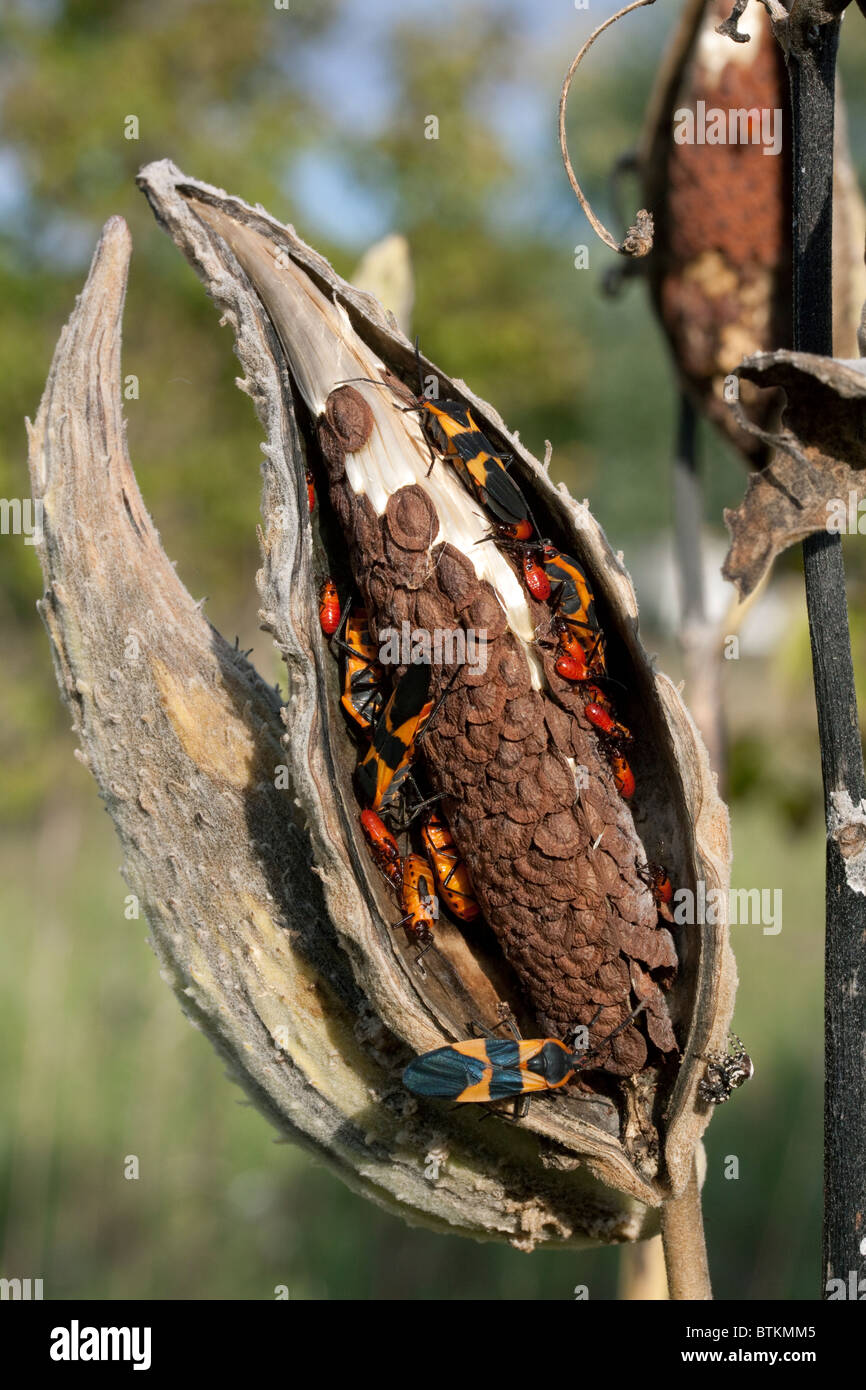 Common Milkweed Seed Pod  Asclepias syriaca with Large Milkweed Bugs Oncopeltus fasciatus E USA Stock Photo