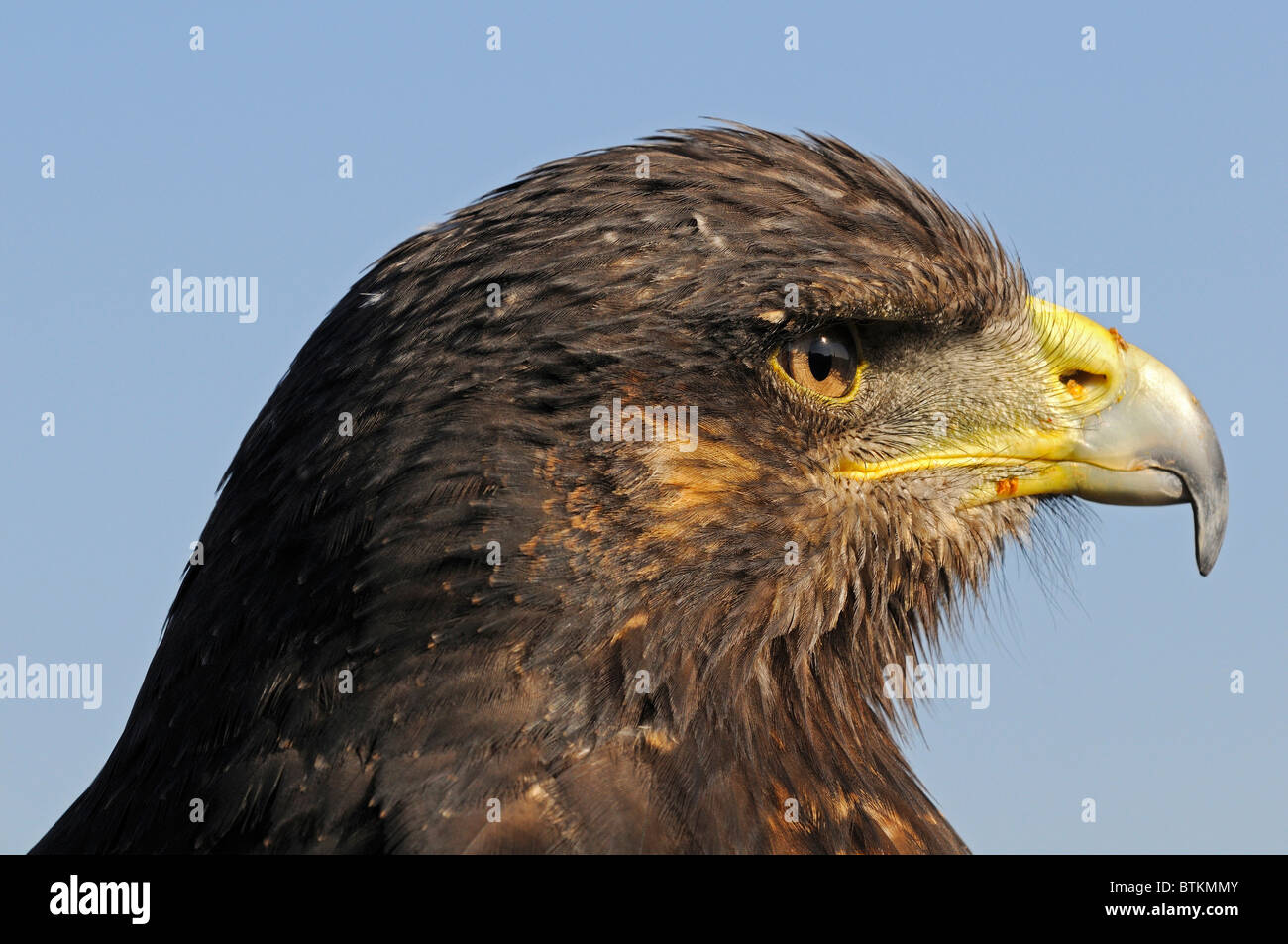 Portrait of Bay-winged Hawk, Parabuteo unicinctus Stock Photo
