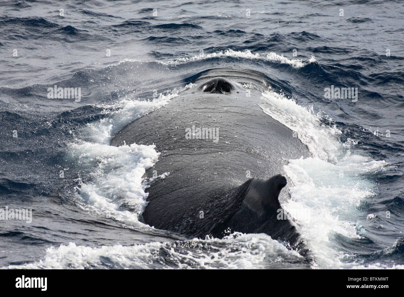 Surfacing humpback whales hi-res stock photography and images - Alamy