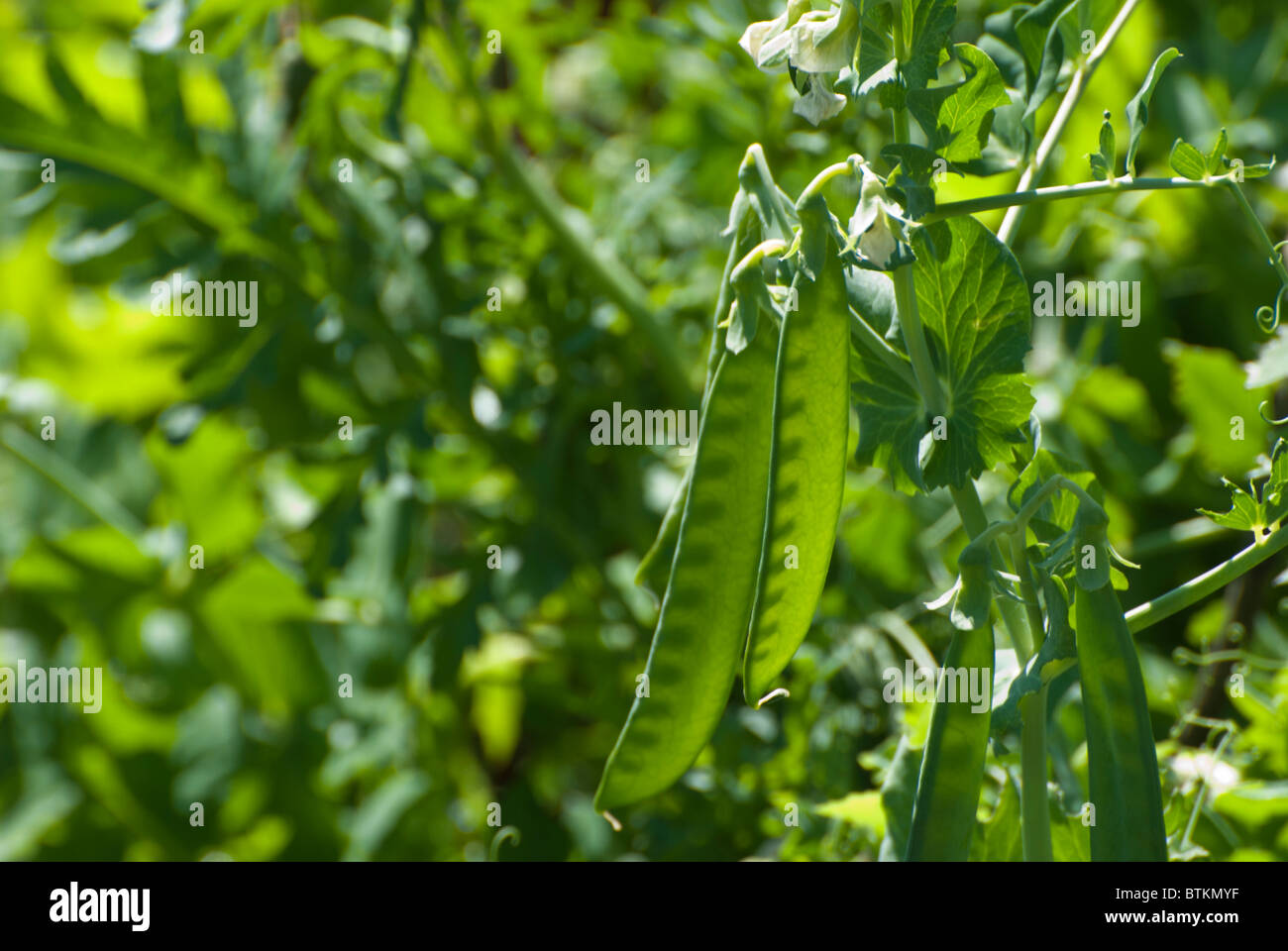 Garden peas, Hurst Greenshaft growing on an allotment Stock Photo Alamy