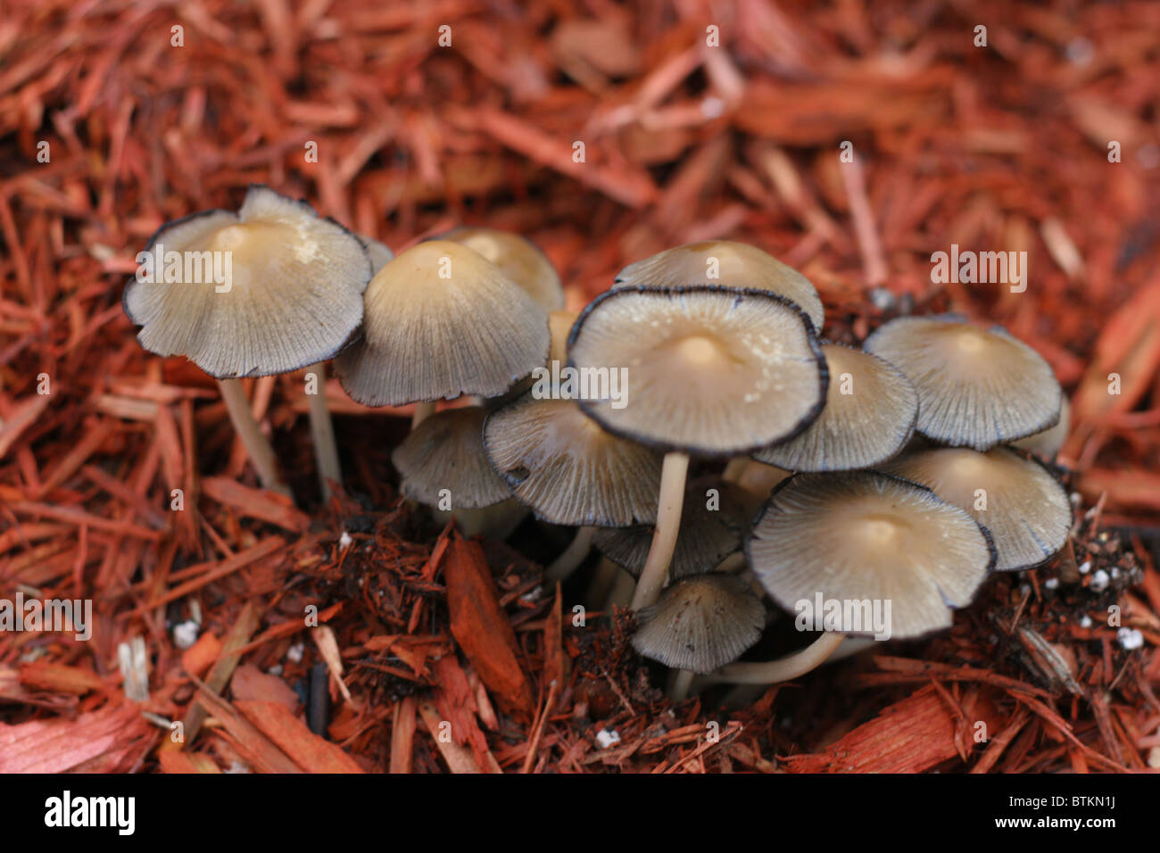 Fungi Growing On Wood Stock Photos & Fungi Growing On Wood Stock Images Alamy