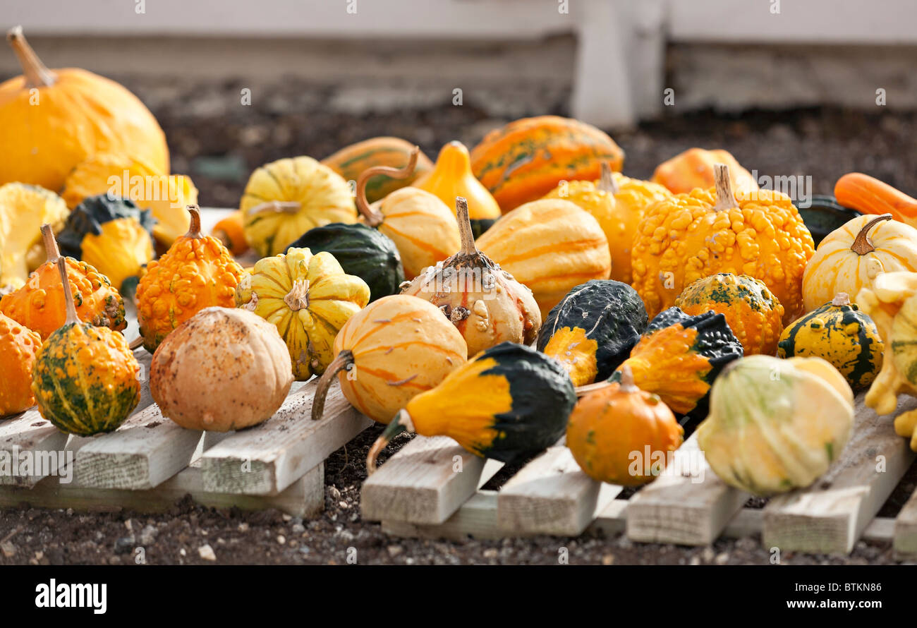 Ornamental gourds hires stock photography and images Alamy
