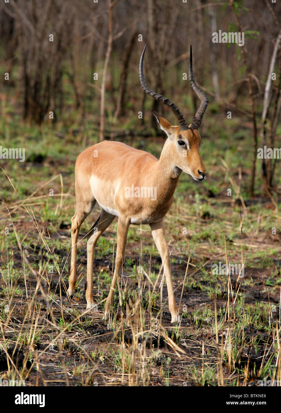 Male Impala, Aepyceros melampus, Bovidae. Kruger National Park, South Africa. Stock Photo