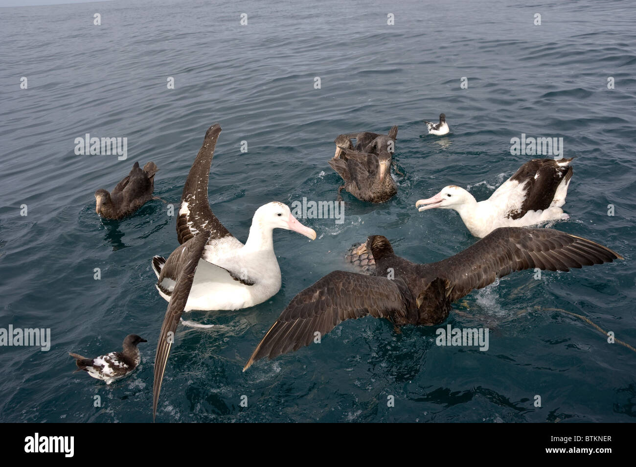 New Zealand, S Island, Kaikoura, pelagic birding trip, Southern Giant Petrels & Wandering Albatross Stock Photo