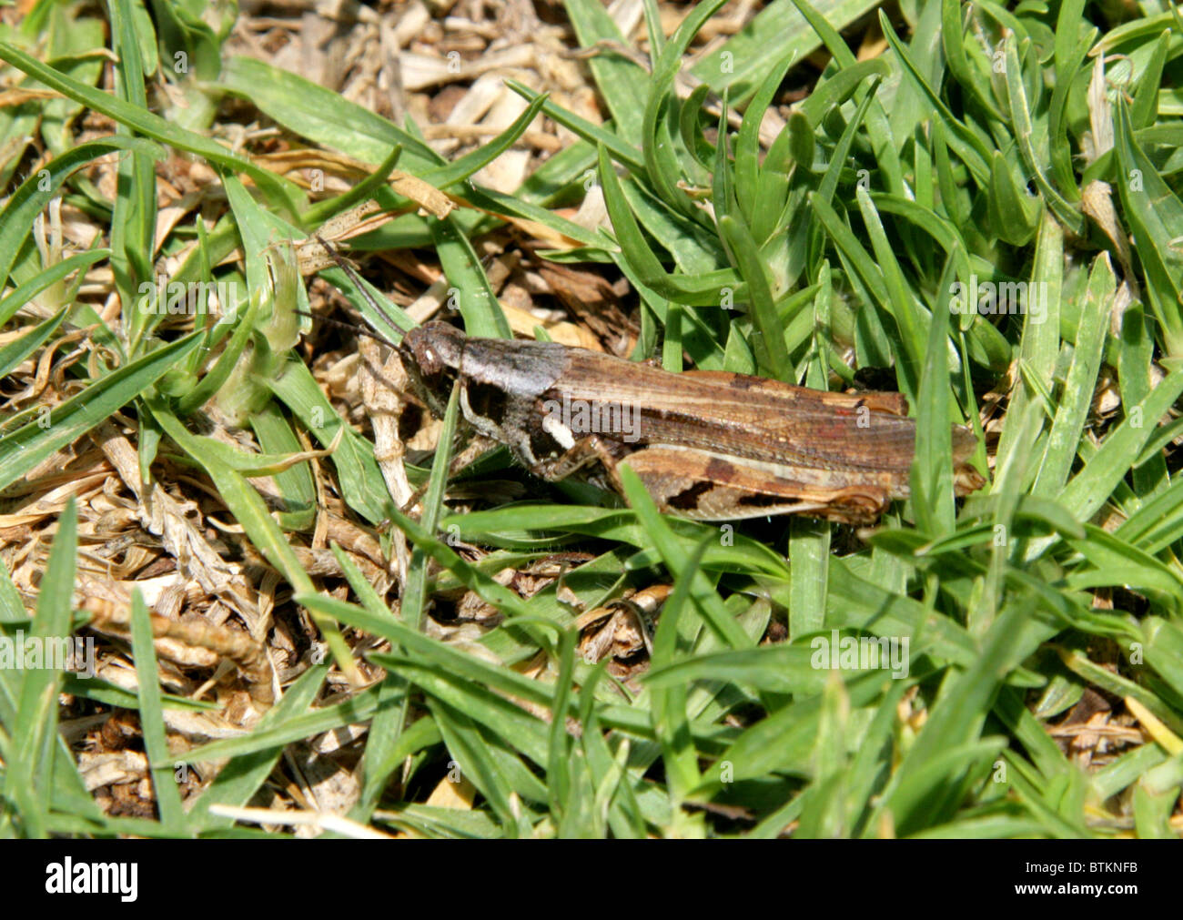 South African Grasshopper, Orthoptera, South Africa Stock Photo