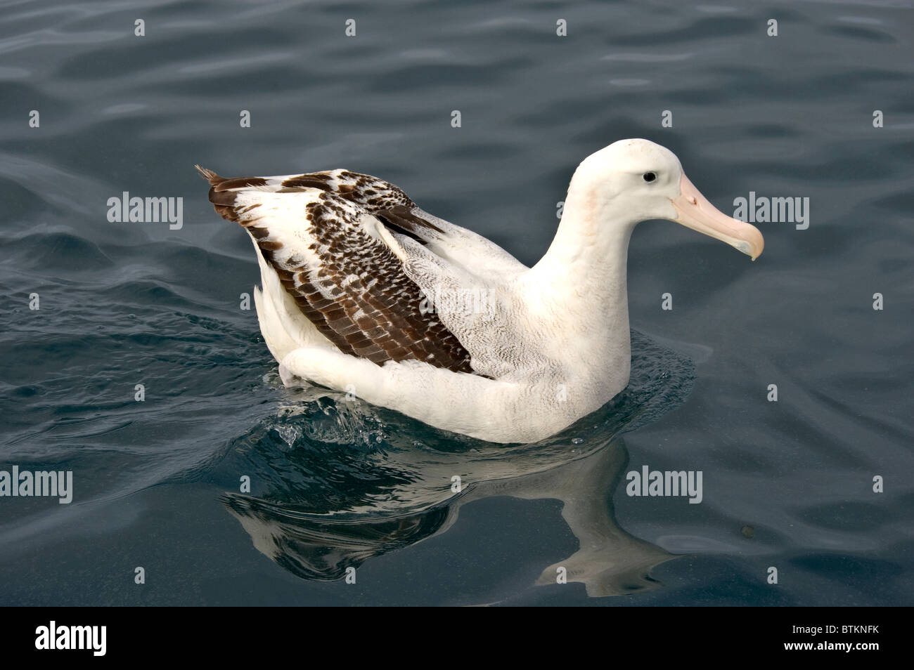 New Zealand, S Island, Kaikoura, pelagic birding trip, Wandering Albatross Stock Photo