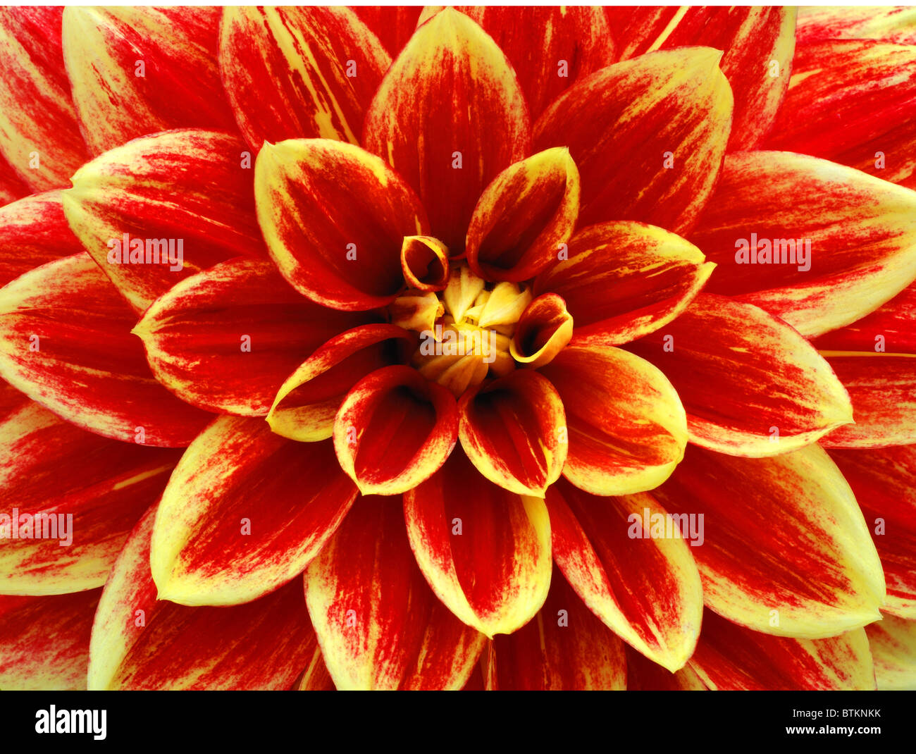 Red and yellow Dahlia Stock Photo - Alamy