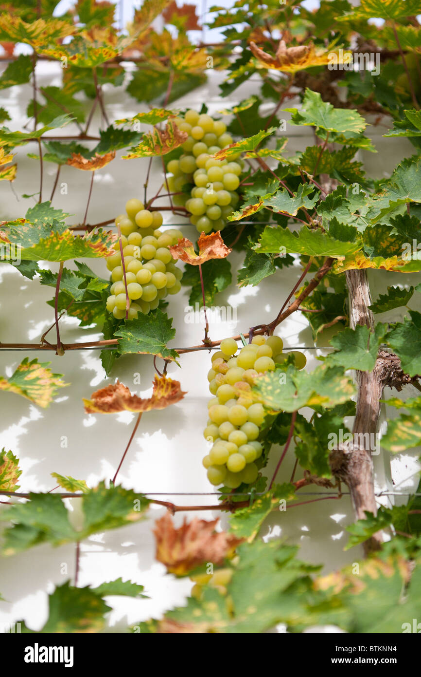 Grapes on Buckland Sweetwater Grape Vine in autumn in UK greenhouse Stock Photo