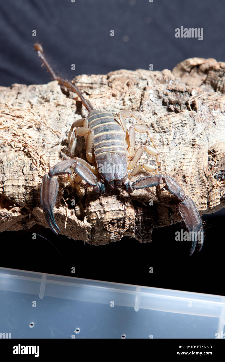 captive banded flat rock Scorpion Stock Photo