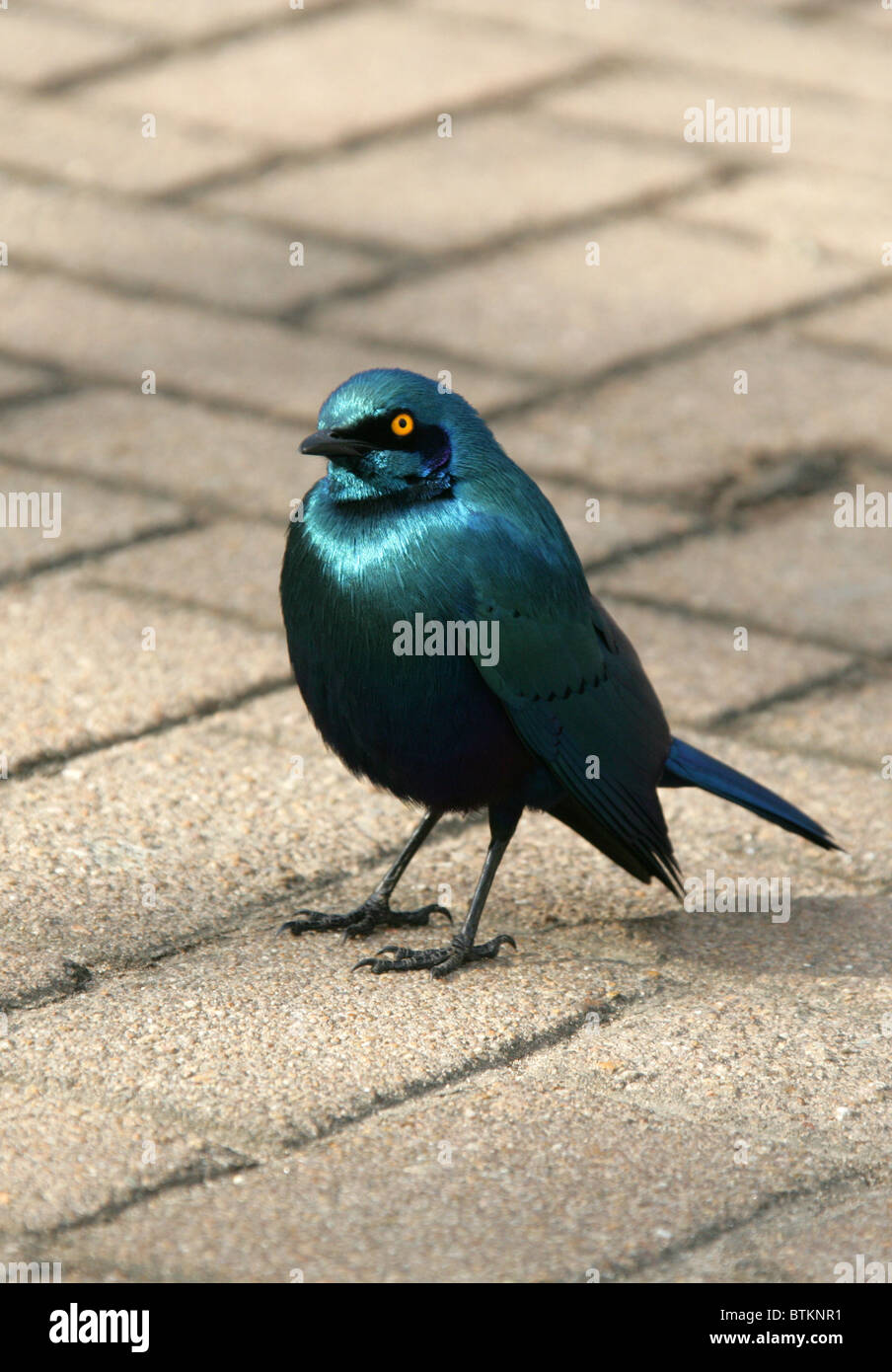 Cape Glossy Starling, Lamprotornis nitens, Sturnidae, South Africa Stock Photo