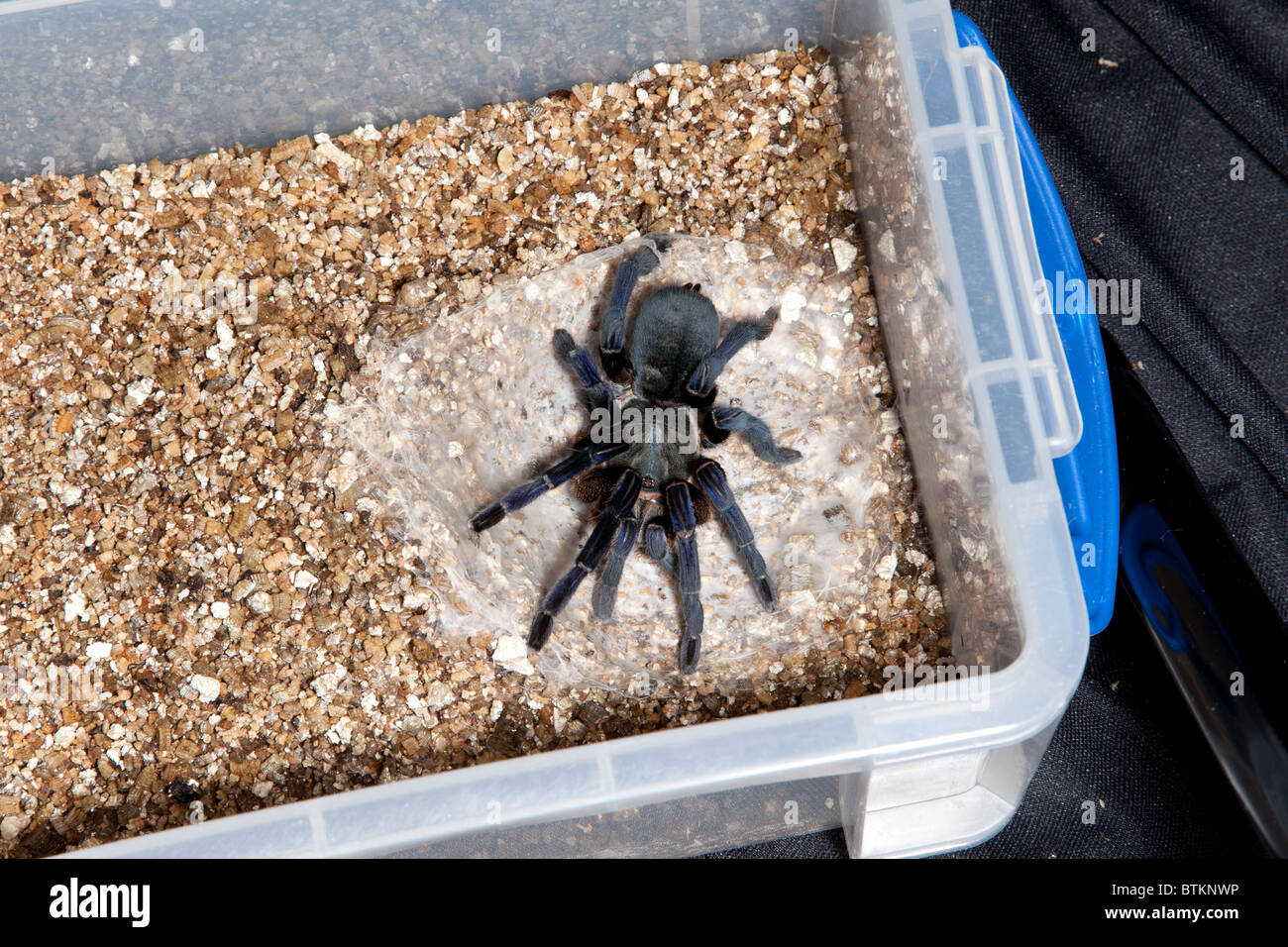 captive cobalt blue tarantula Stock Photo
