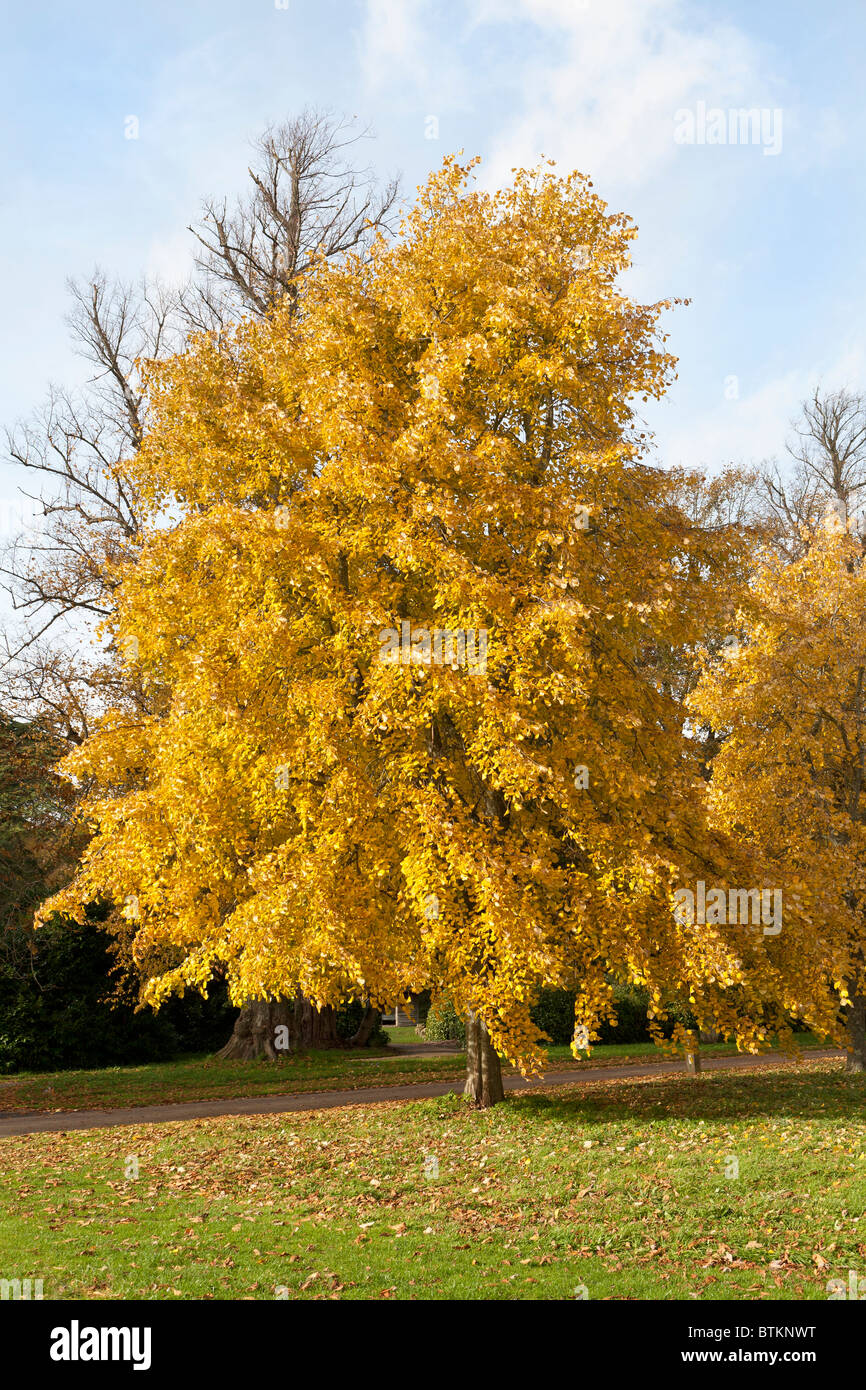 Weeping Silver Lime tree (Tilia tomentosa 'Petiolaris') in autumn in UK Stock Photo