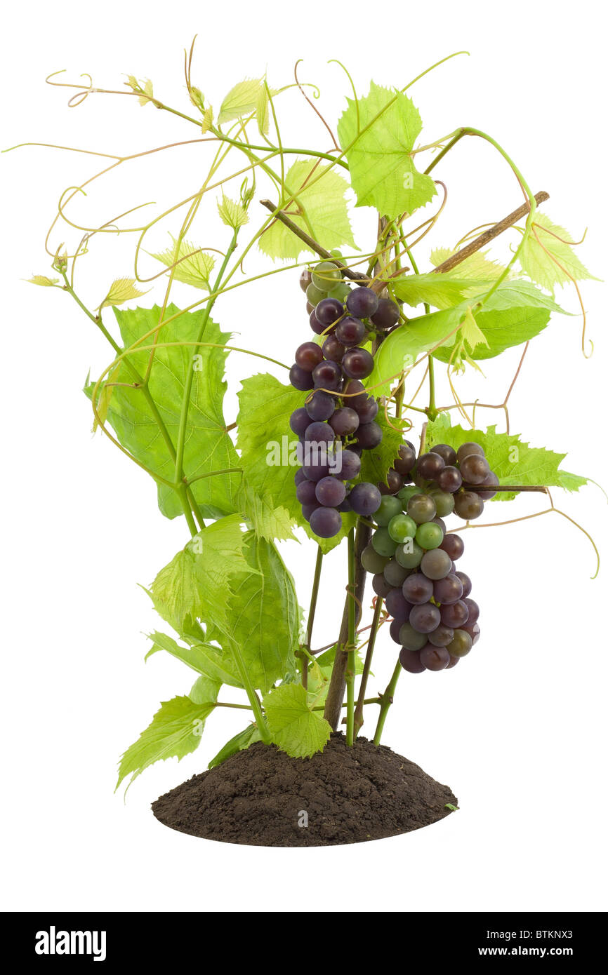 Young sprouts of red grapes, unripe berries. Stock Photo