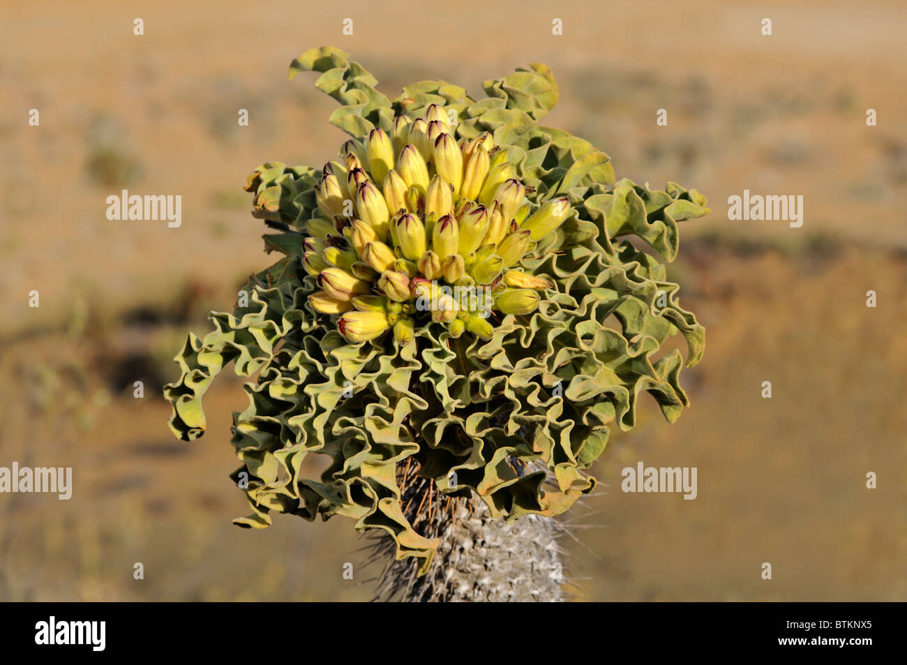Halfmens with inflorescence in habitat, Pachypodium namaquanum, Richtersveld Transfrontier National Park, South Africa Stock Photo