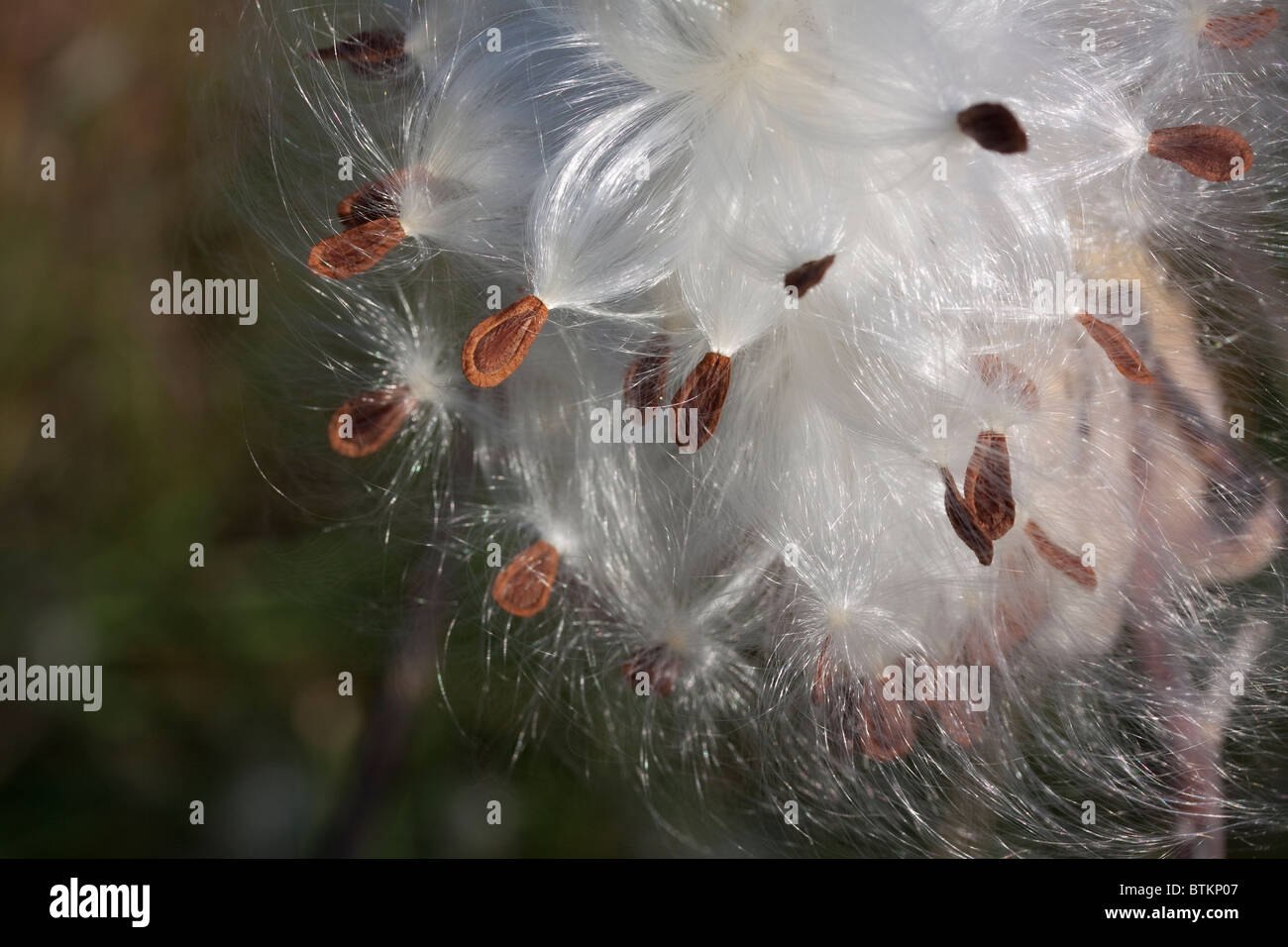 Common Milkweed seeds being dispersed from pod by wind Asclepias syriaca Eastern USA Stock Photo