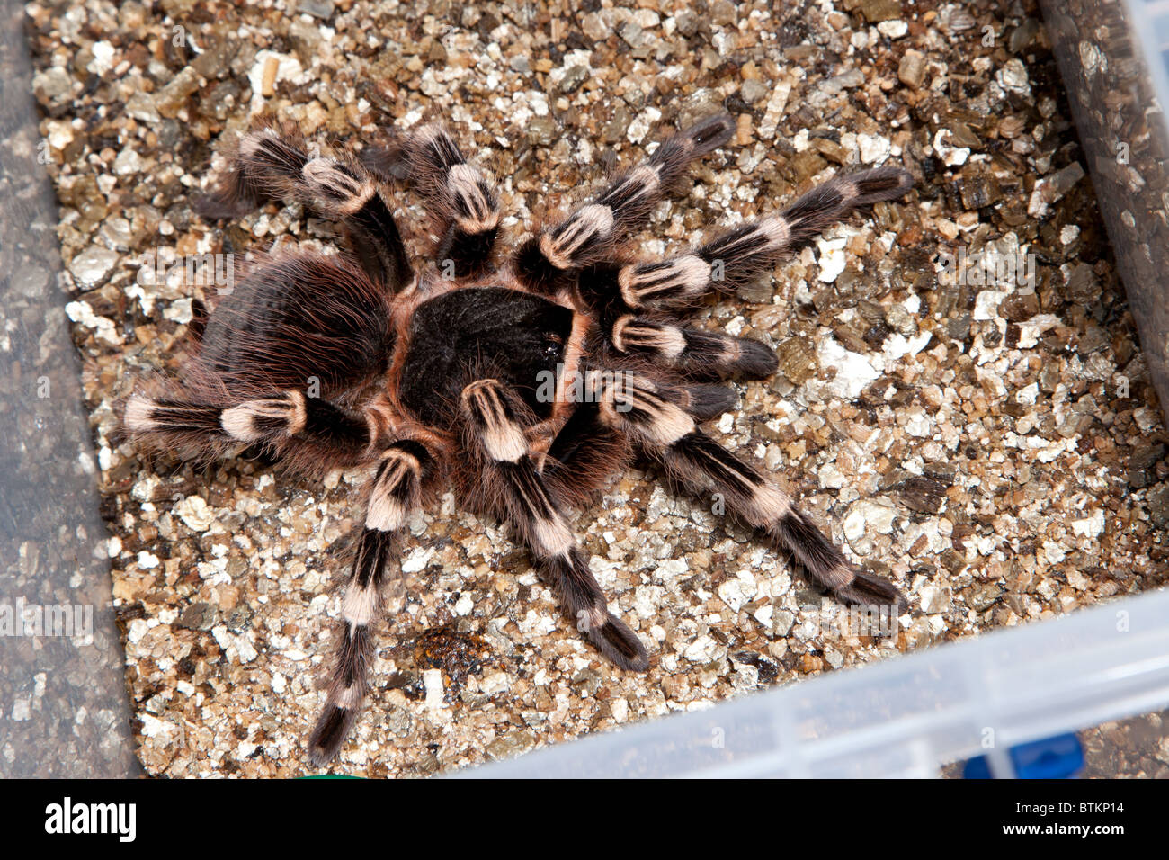 captive giant whiteknee tarantula Stock Photo