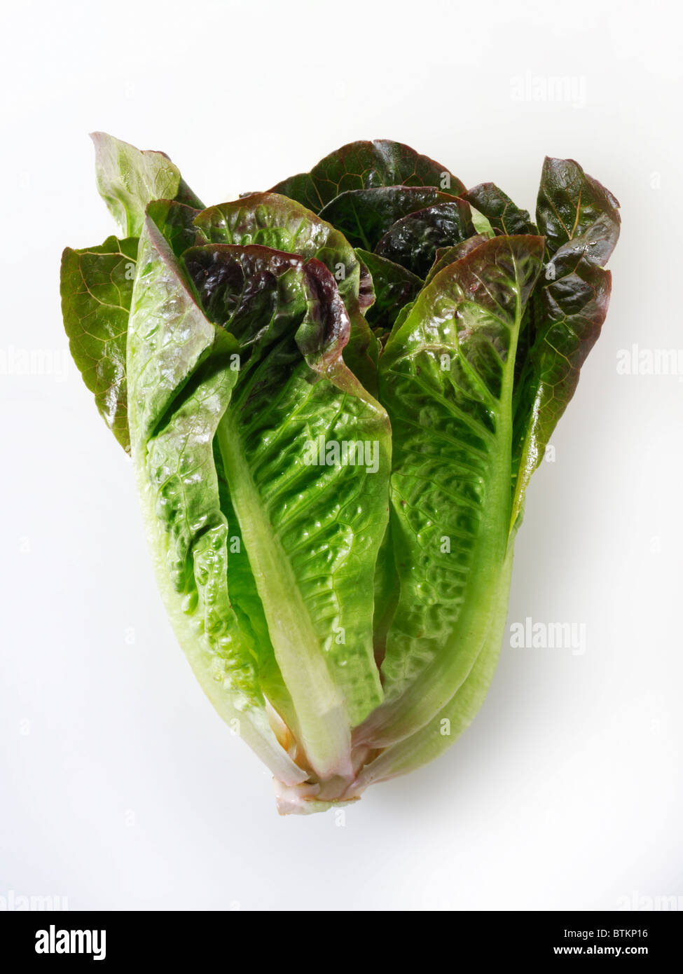 Fresh whole red leaved mini Cos lettuce Stock Photo