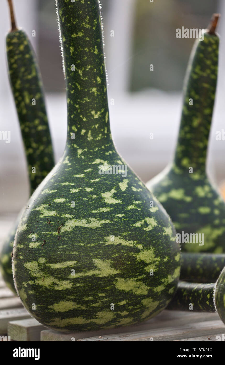 semi di Swan con speckled Lagenaria siceraria Zucca Cobra semi di Swan con speckled Lagenaria siceraria Zucca Cobra