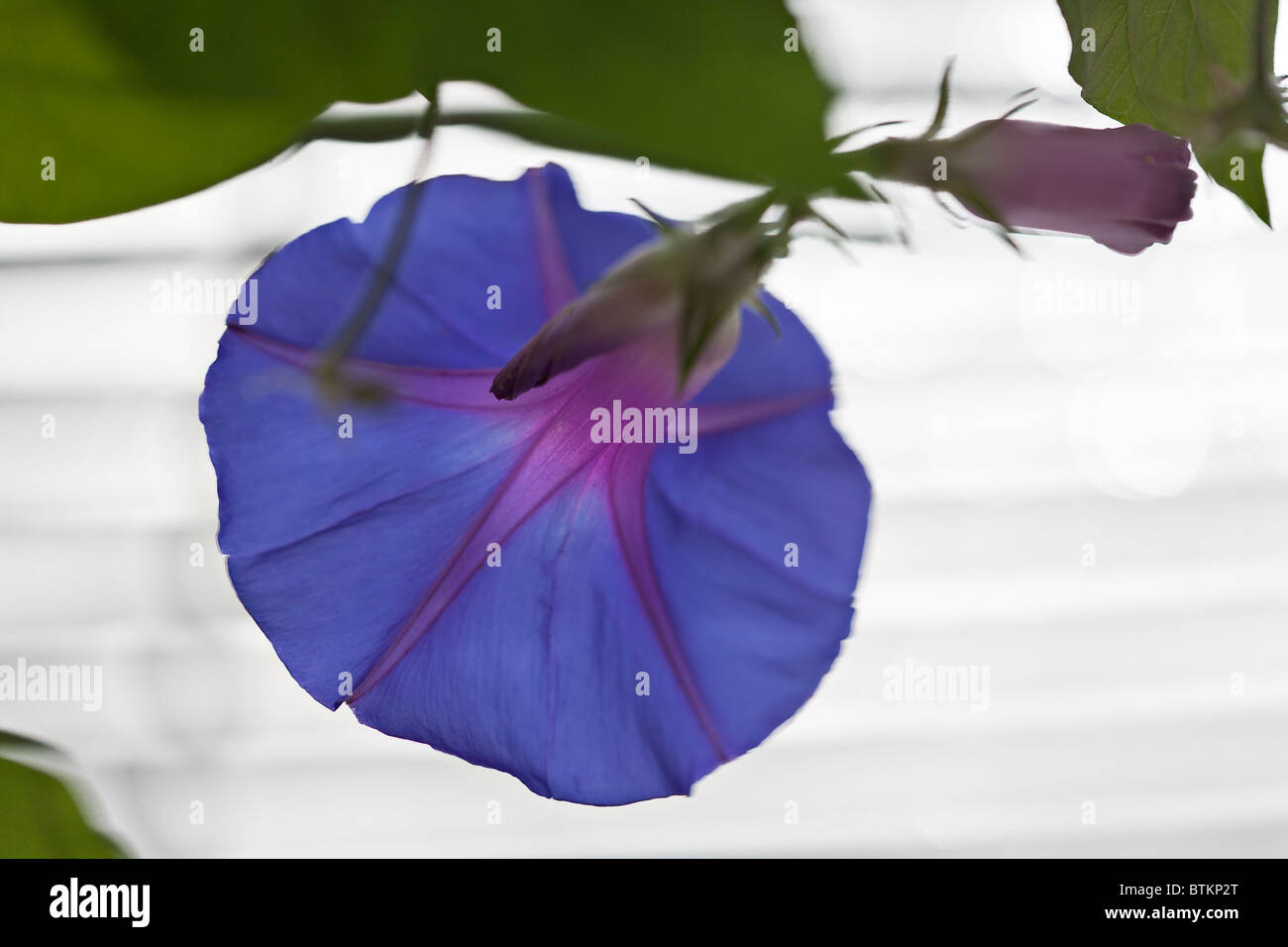 Reverse flower hi-res stock photography and images - Alamy