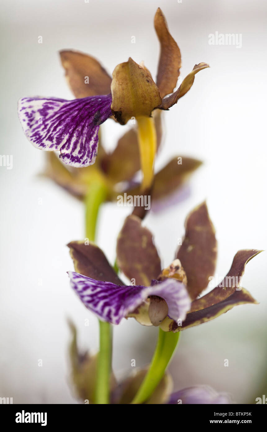 Zygopetalum orchid in bloom Stock Photo