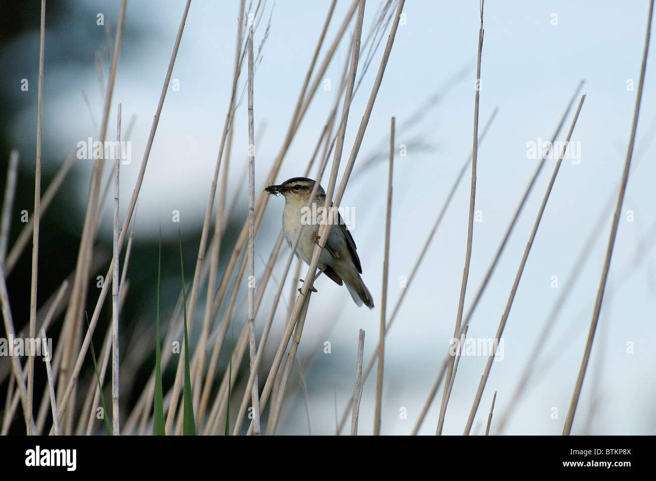 Sedge Warbler on a reed stem, Kildonan, Arran Stock Photo