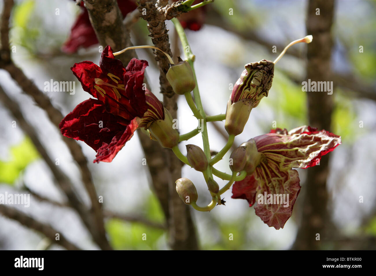 Flowers of the Sausage Tree, Kigelia africana, Bignoniaceae, South Africa Stock Photo