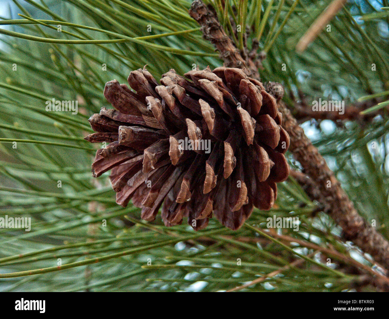 Cone from Virginia Pine also called scrub pine or Jersey Pine Stock Photo