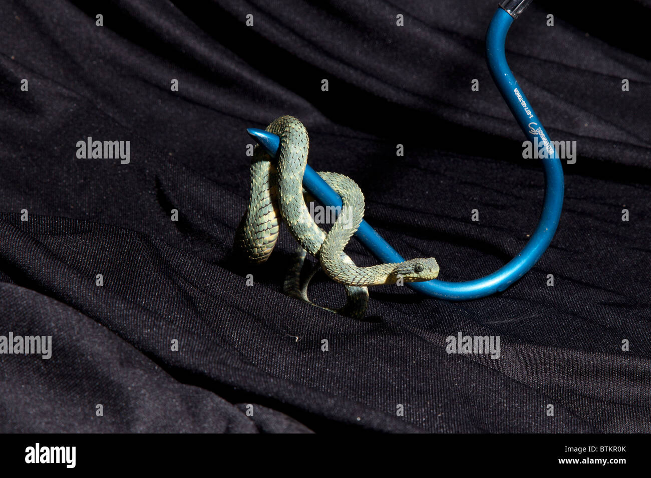 snake Variable Bush Viper Atheris squamigera Stock Photo - Alamy