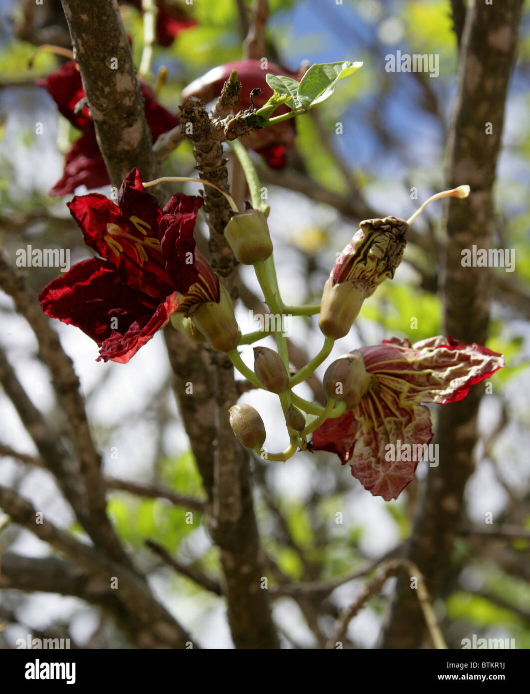 Flowers of the Sausage Tree, Kigelia africana, Bignoniaceae, South Africa Stock Photo