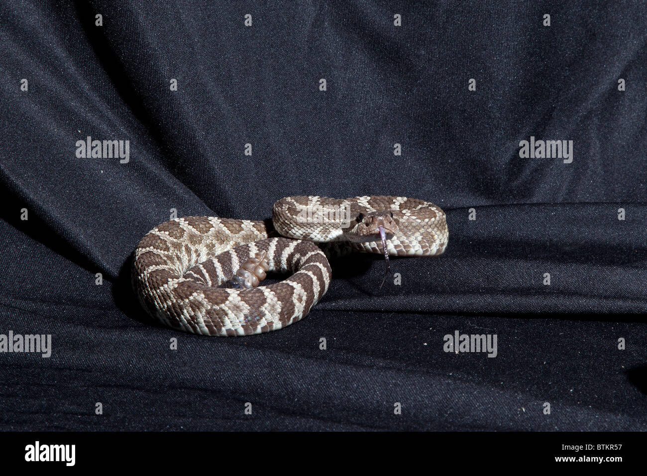 Captive rattlesnake Stock Photo