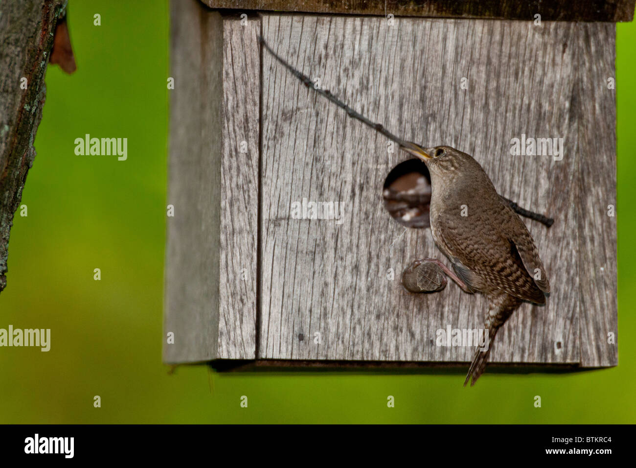 House wren attempting to put twig in house nest Stock Photo