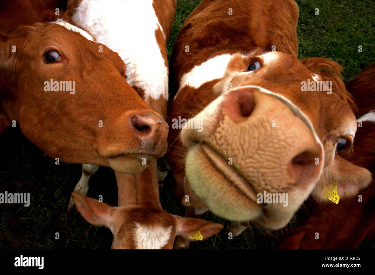 The Guernsey Cow Stock Photo