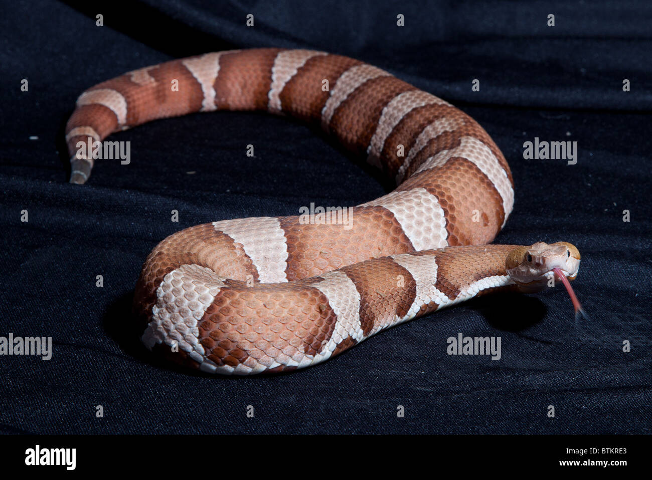 Copper Head Snake Hi Res Stock Photography And Images Alamy