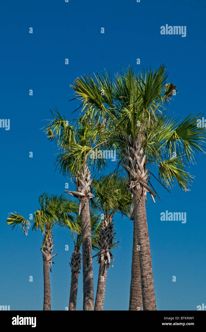Cabbage Palm trees against blue sky Stock Photo