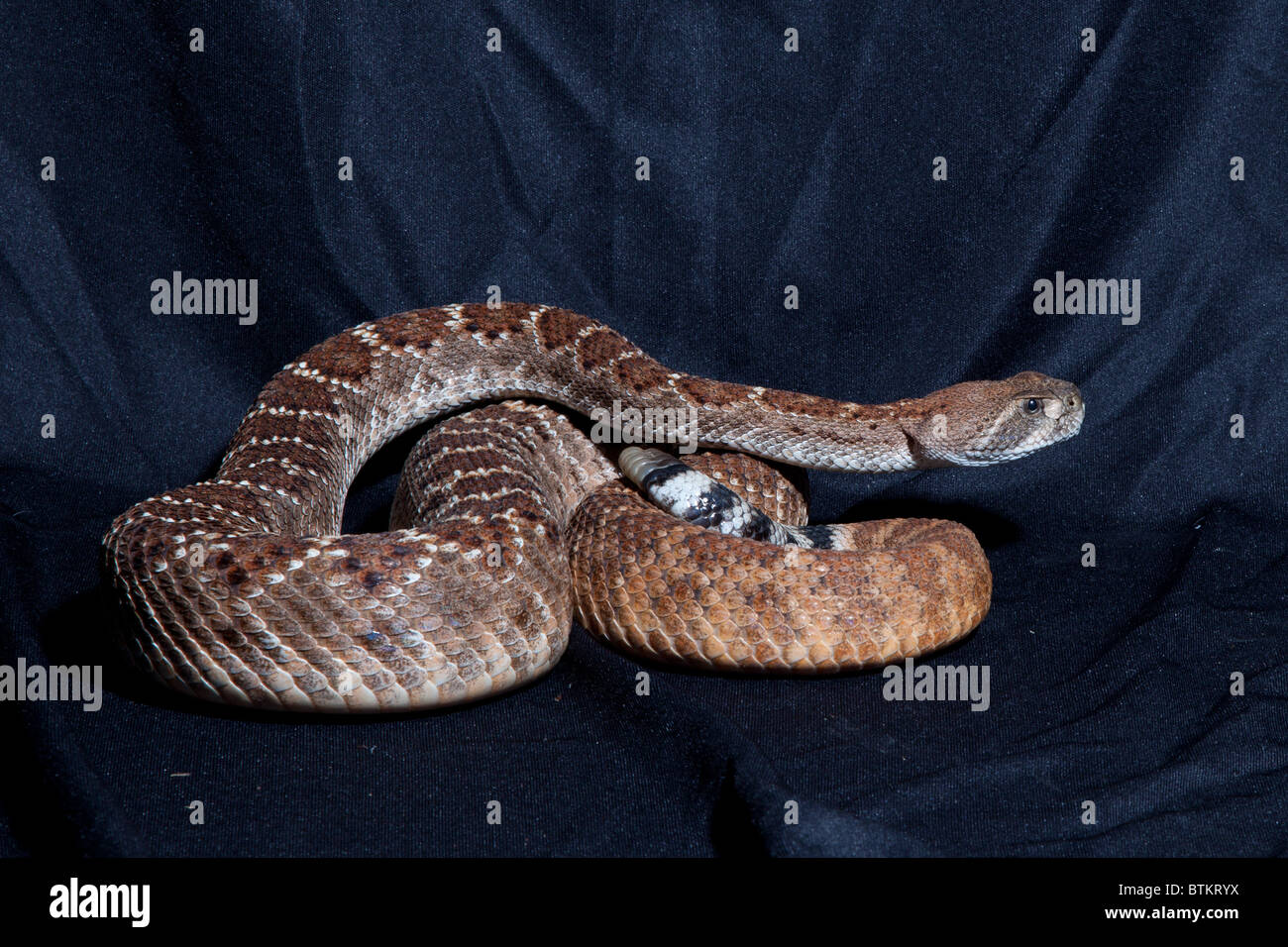 Captive red diamond back rattlesnake Stock Photo Alamy
