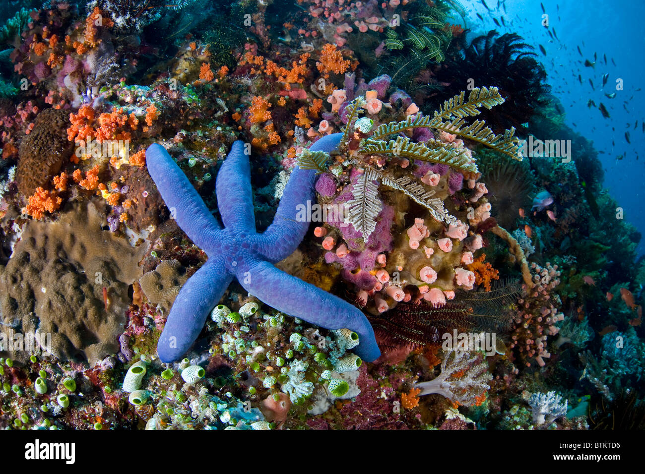 A blue seastar, Linkia laevigata, adds color and texture to a diverse coral reef in Indonesia. Stock Photo