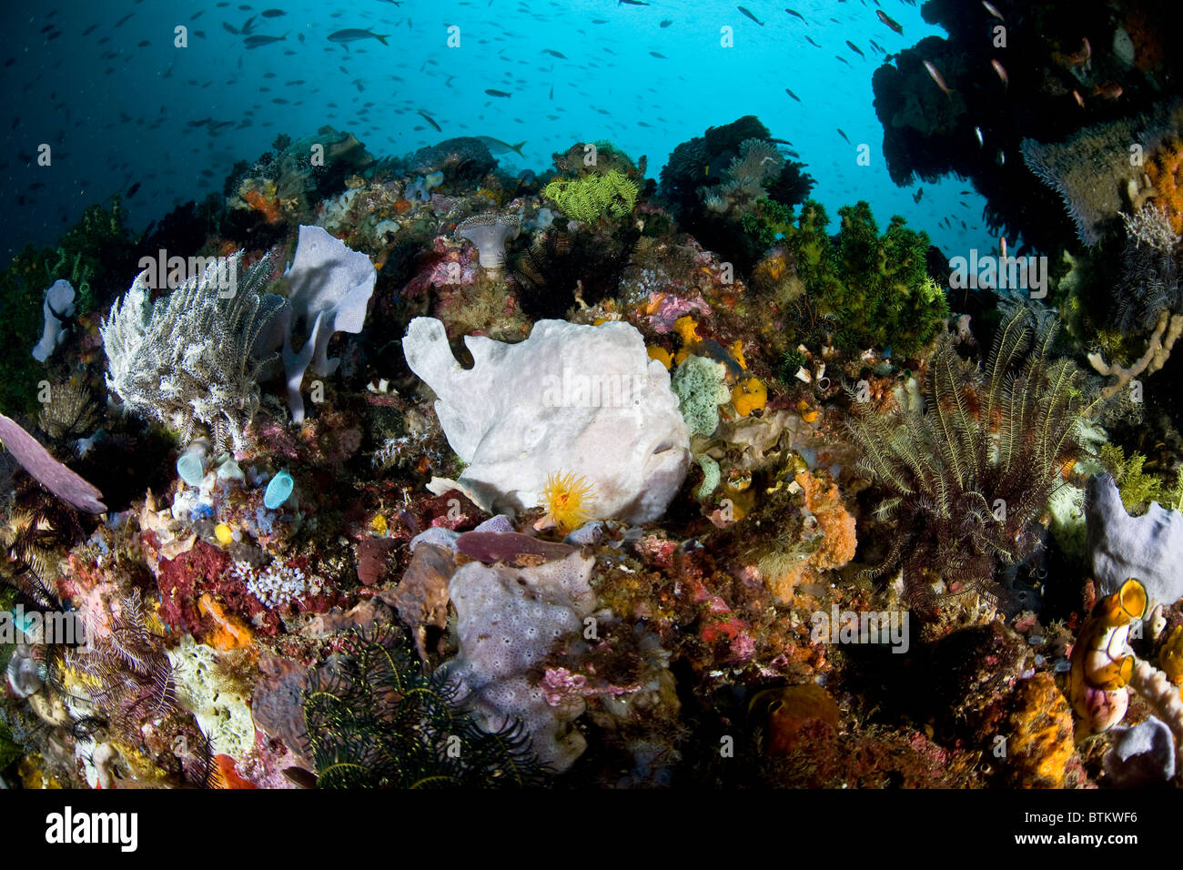 A giant frogfish, Antennarius commersoni, uses effective camouflage to blend into a colorful and diverse coral reef. Stock Photo