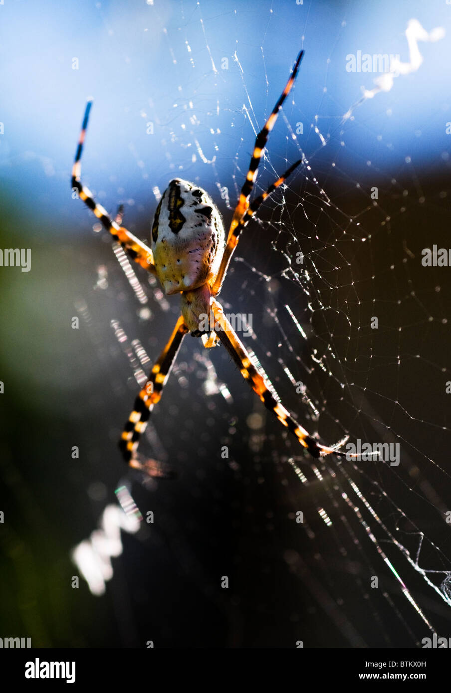 A Silver Argiope or (Argiope argentata) spider on its web. This spider is also known as a Garden Orb Weaver. Stock Photo