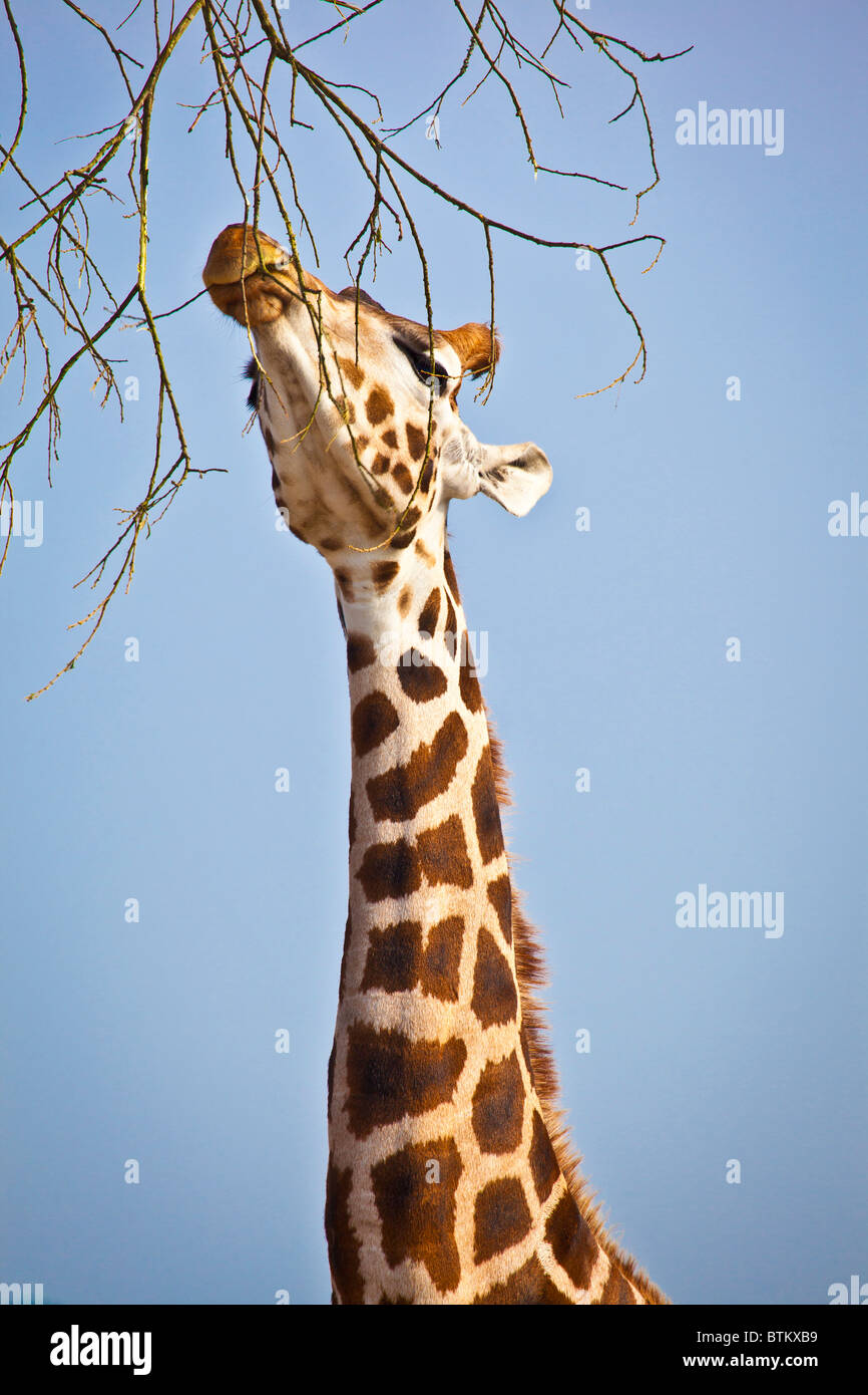 Giraffe Eating High Resolution Stock Photography and Images - Alamy