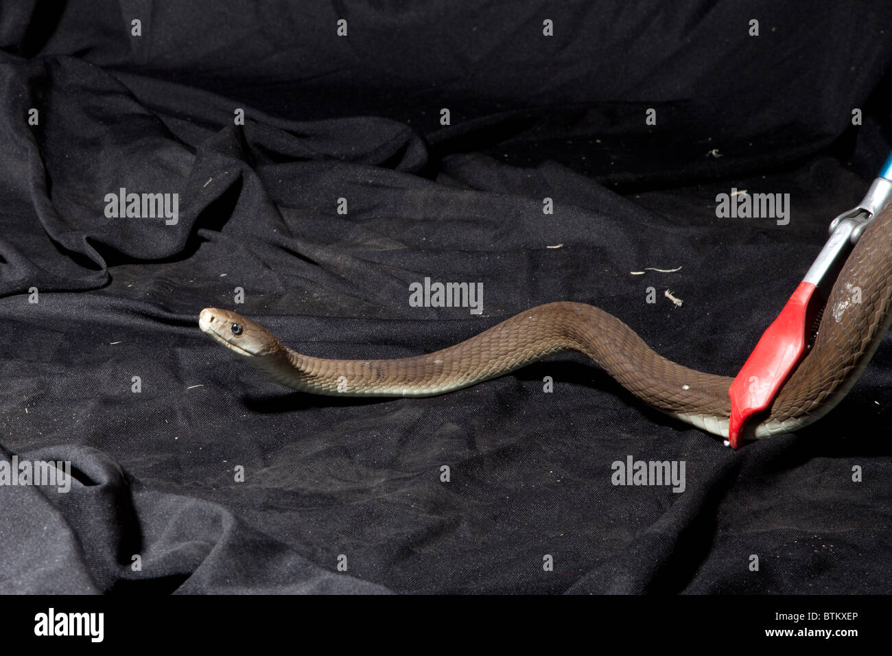 Black mamba snake hi-res stock photography and images - Alamy - Caring For Black Mamba Snakes In Captivity Nutrition