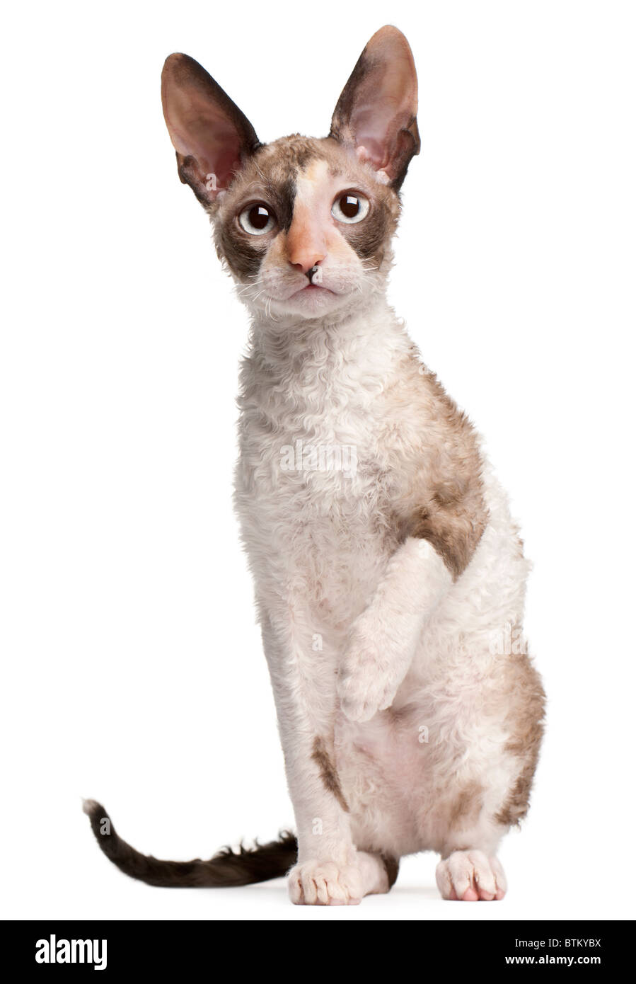Cornish Rex kitten, 4 months old, sitting in front of white background Stock Photo