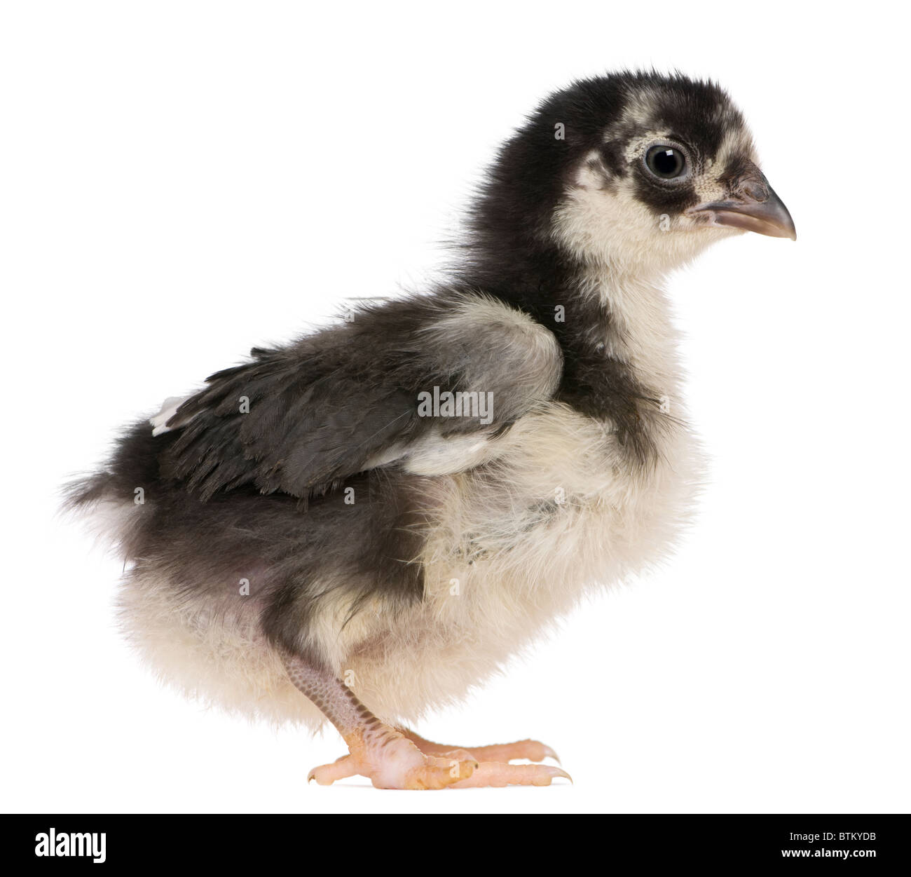 Chick, 3 weeks old, standing in front of white background Stock Photo
