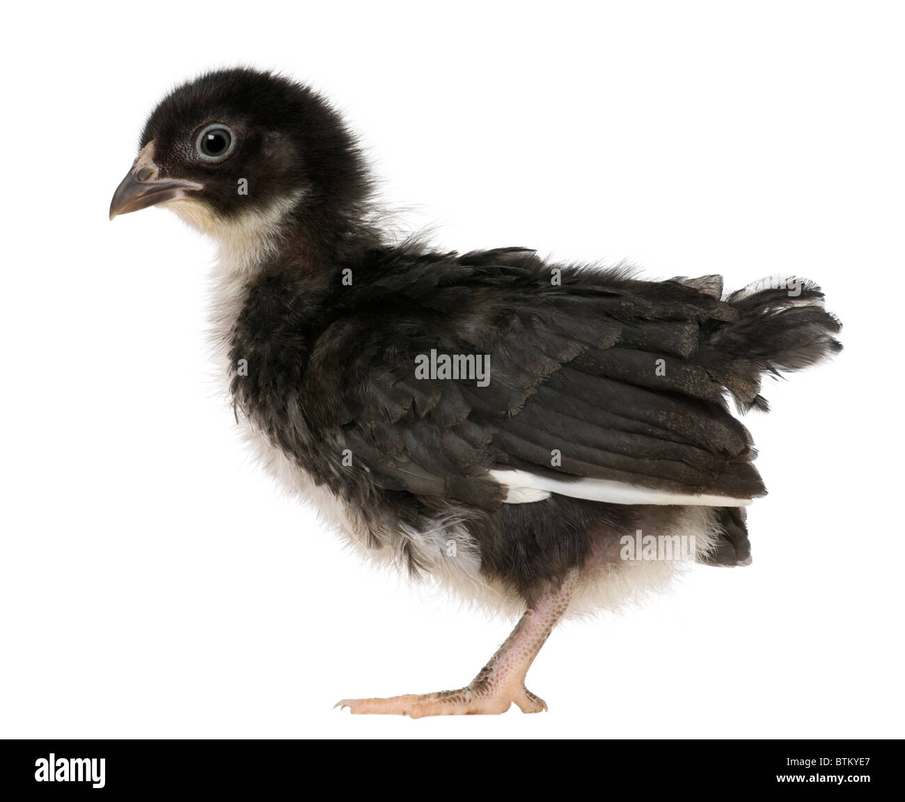Chick, 3 weeks old, standing in front of white background Stock Photo