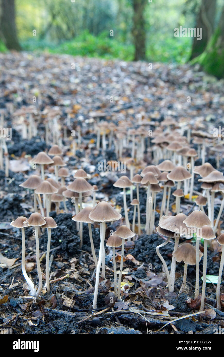 Woodland Fungi UK. Bonnet mushrooms 'Mycena flavoalba' Wimbledon Common London England 2010 2010s  HOMER SYKES Stock Photo